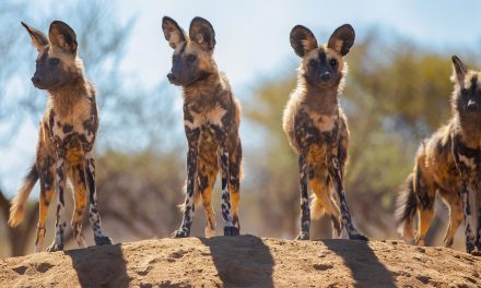 What’s the Difference Between Hyenas and African Wild Dogs?