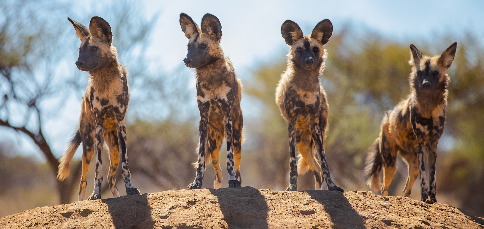 African wild dogs, painted wolves