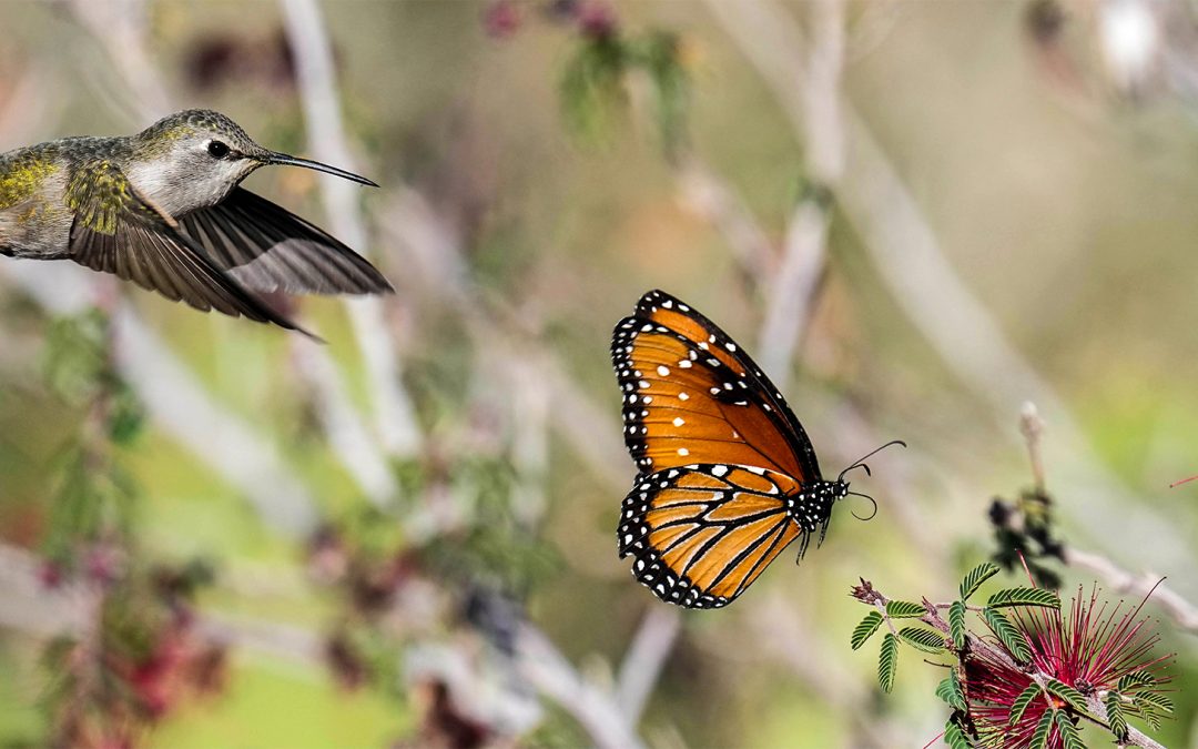 Pollinators in Paradise: Discover 9 Overwintering Destinations