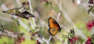 Anna's Hummingbird vs. Monarch Butterfly