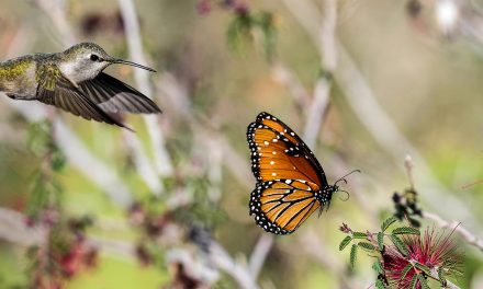 Pollinators in Paradise: Discover 9 Overwintering Destinations