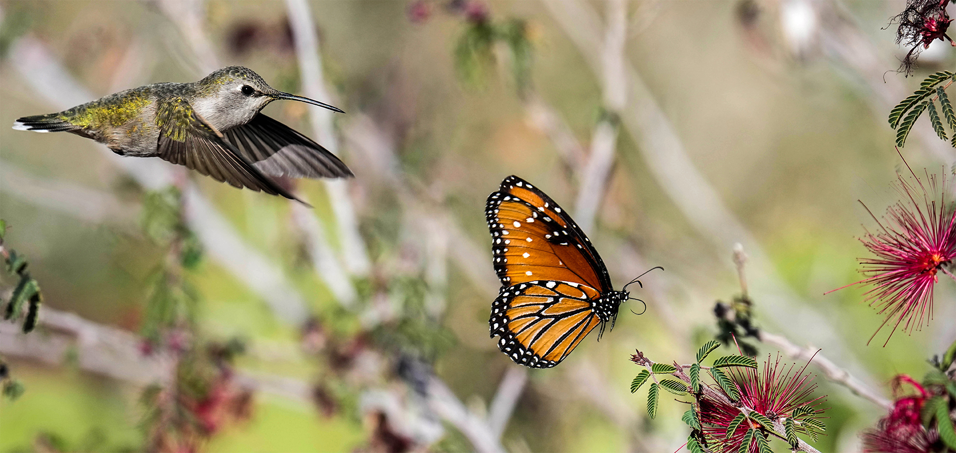 Anna's Hummingbird vs. Monarch Butterfly