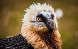 bearded vulture