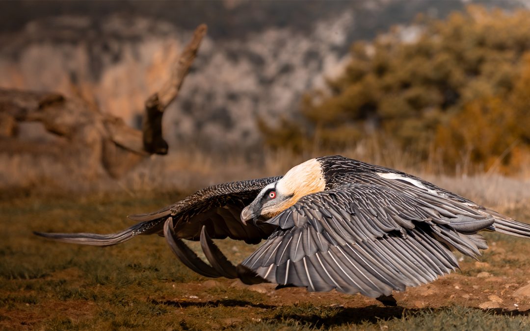 Bearded Vultures and Beyond: Where to See Nature’s Clean Up Crew