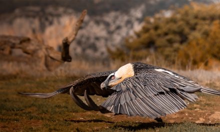 Bearded Vultures and Beyond: Where to See Nature’s Clean Up Crew