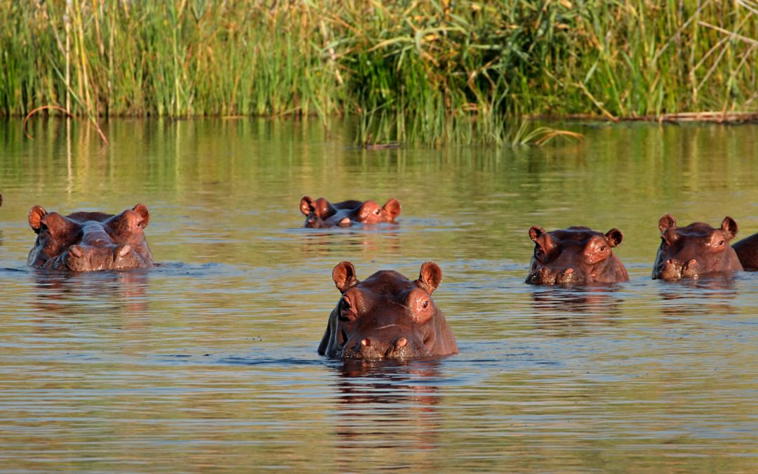 Animals Shape the Earth