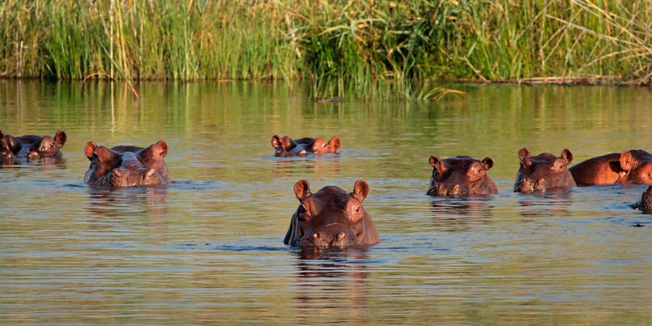 Animals Shape the Earth