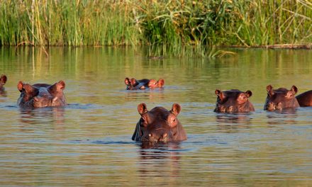 Animals Shape the Earth