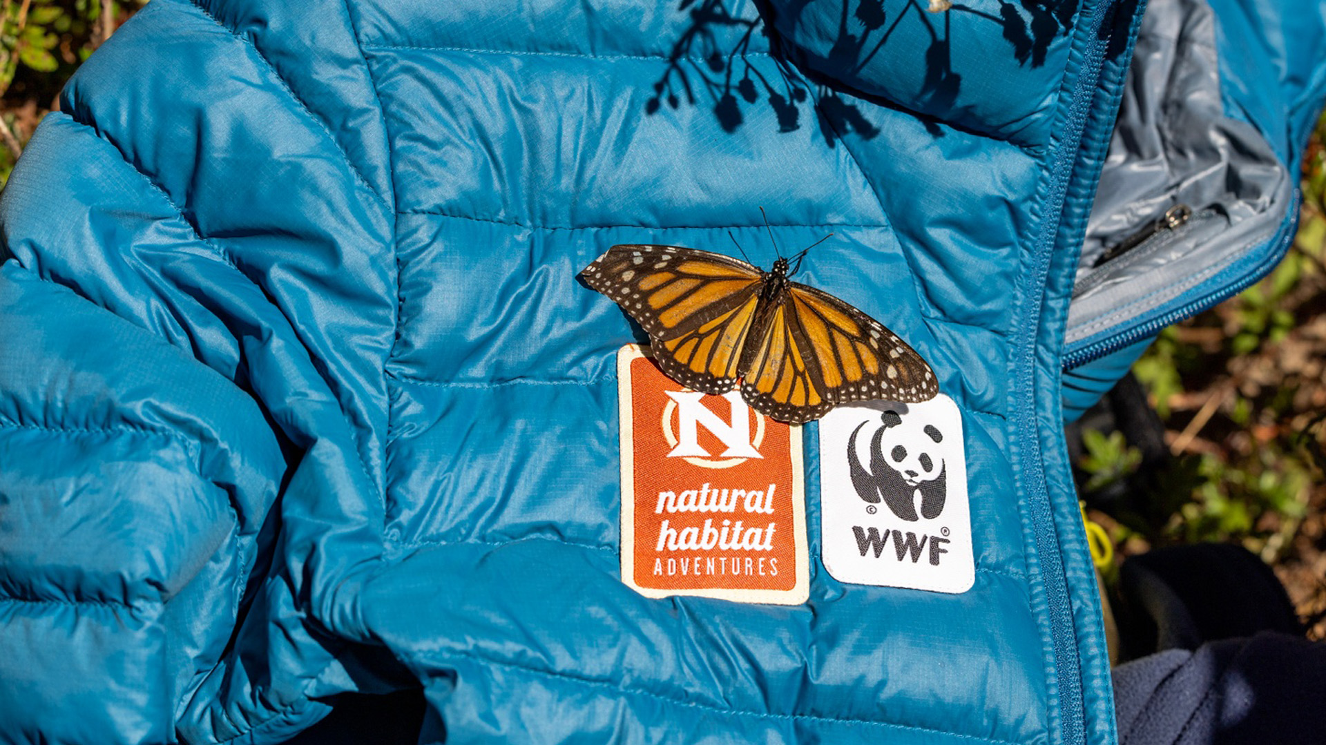 monarch butterfly in Mexico lands on Patagonia jacket with Natural Habitat Adventures and World Wildlife Fund WWF logo