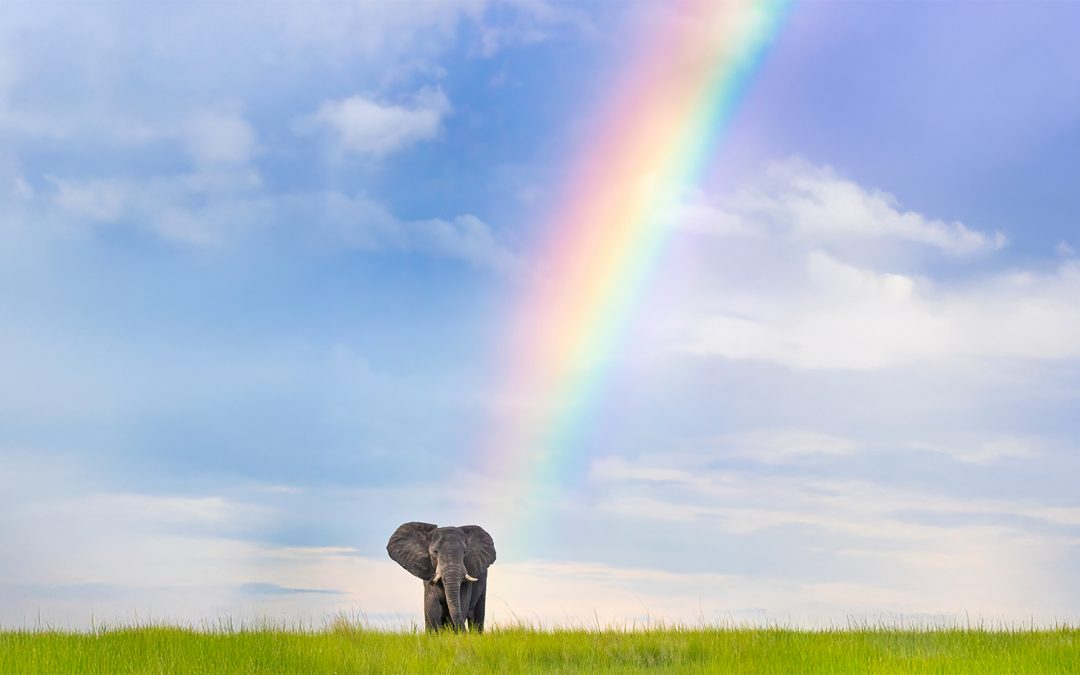 The Magical Serendipity of an African Safari