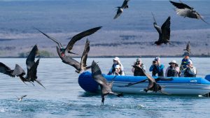 Nat Hab Guests observe migratory seabirds in the Galapagos Islands