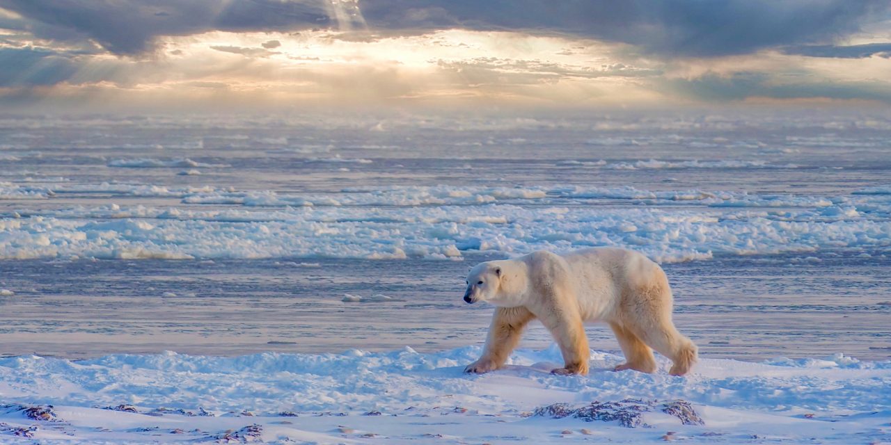 A Dream I Didn’t Know I Had: Seeing Polar Bears in Churchill