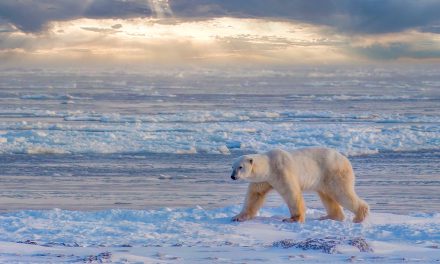 A Dream I Didn’t Know I Had: Seeing Polar Bears in Churchill