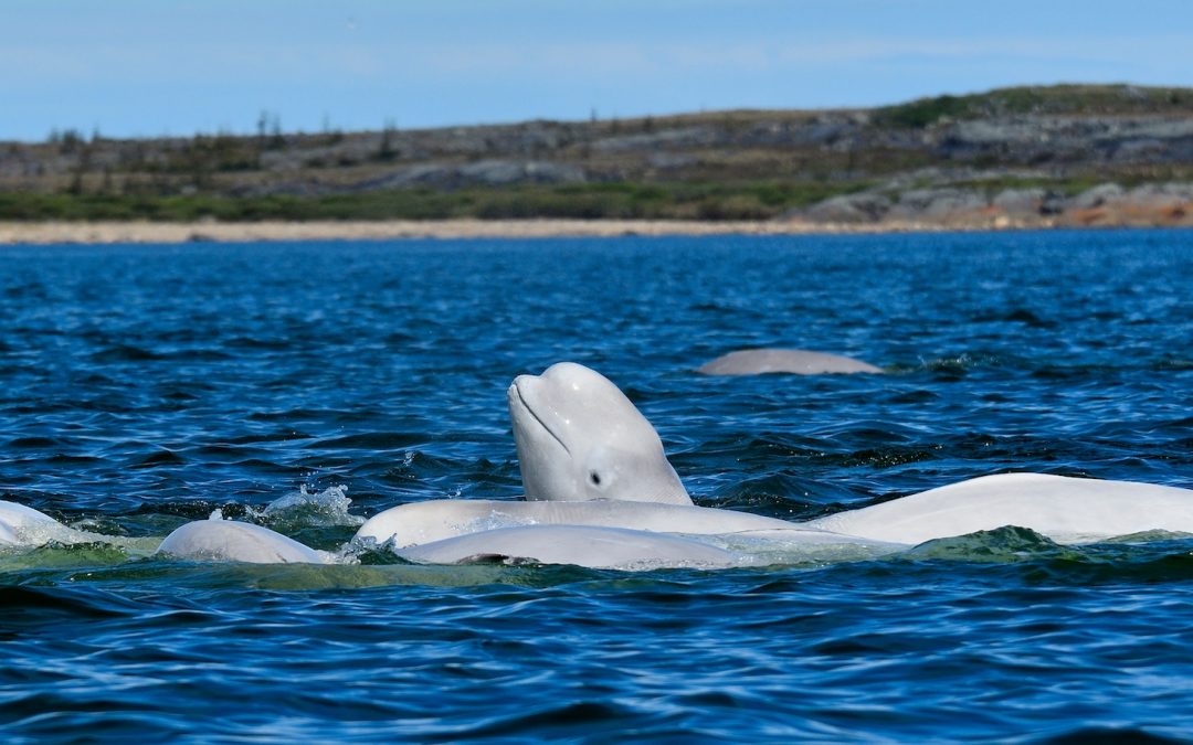 Why Beluga Whales Migrate to Churchill, Canada, Each Summer