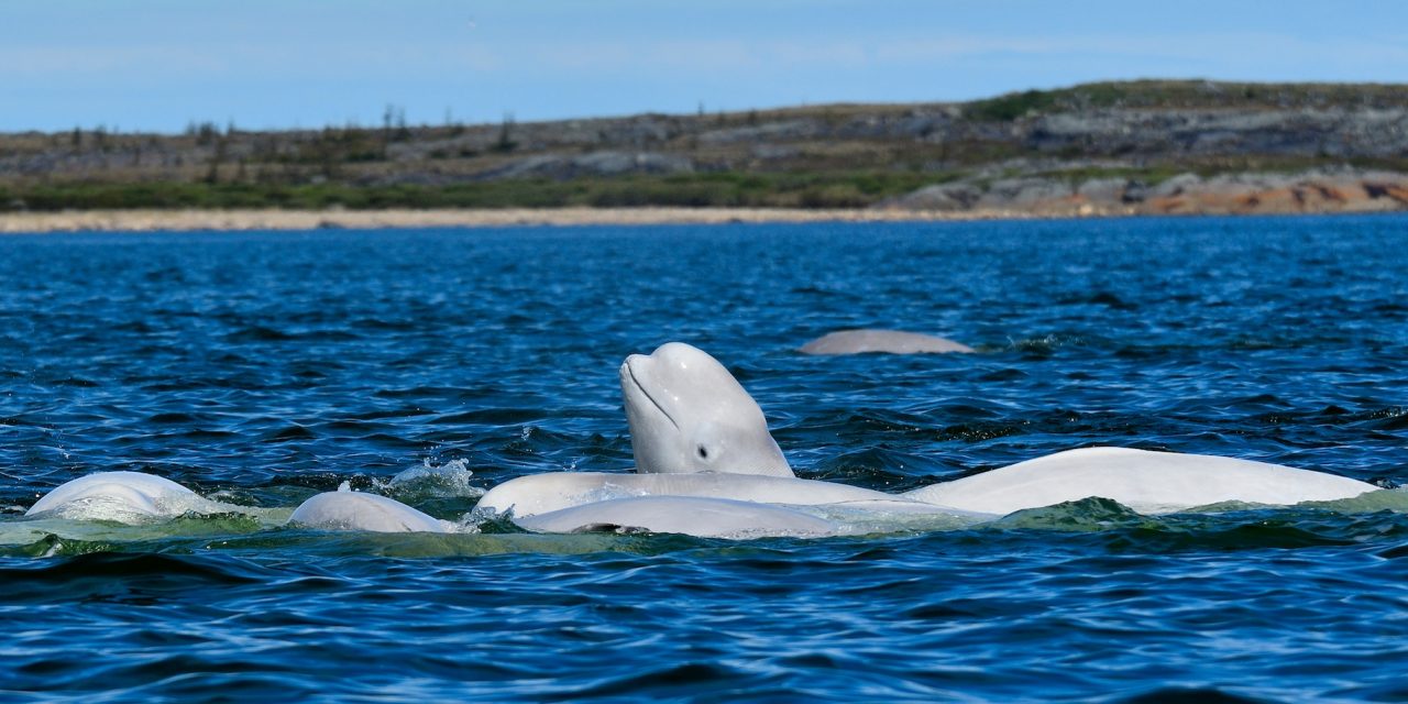 Why Beluga Whales Migrate to Churchill, Canada, Each Summer