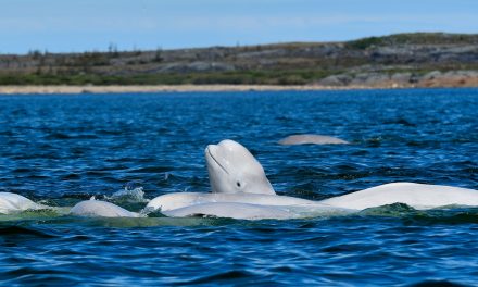 Why Beluga Whales Migrate to Churchill, Canada, Each Summer