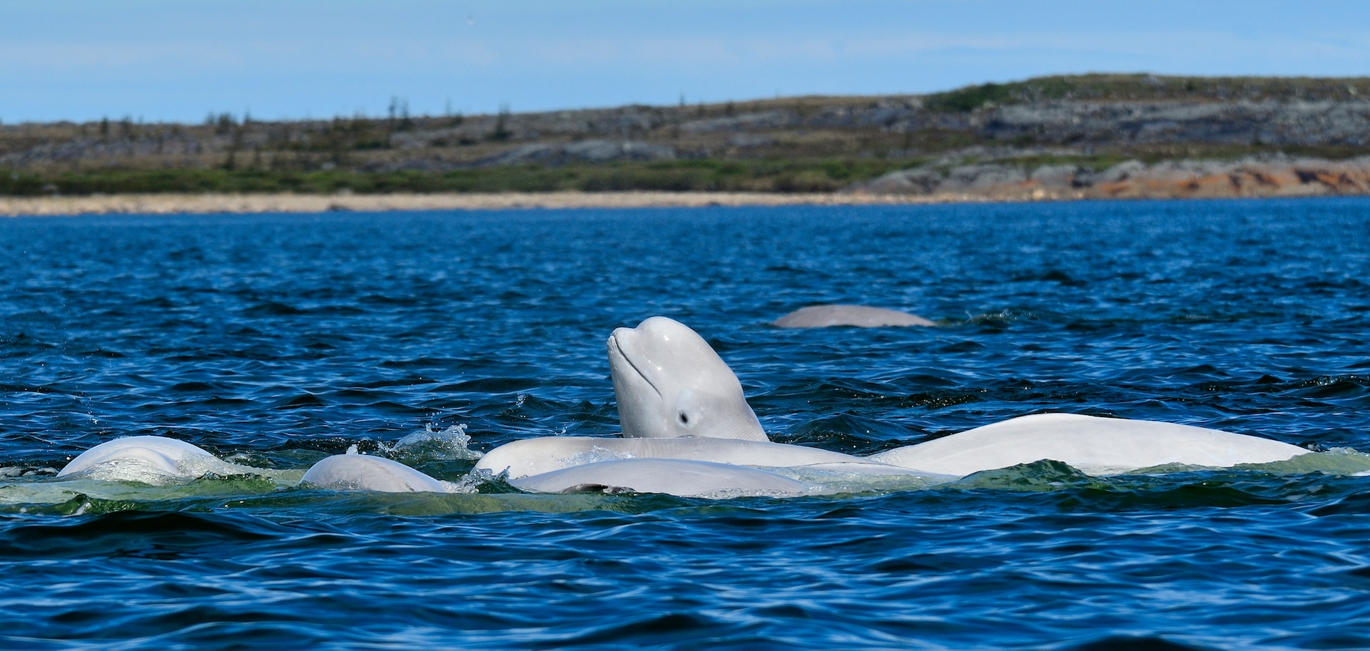 A pod of Beluga Whales engaged in a feeding frenzy - Churchill River, Manitoba