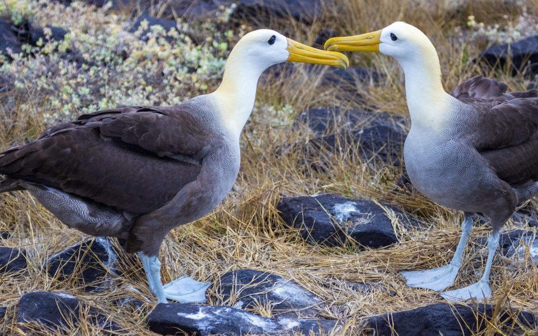 Love Is in the Air: The Amazing Courtship Dance of the Waved Albatross (Video)
