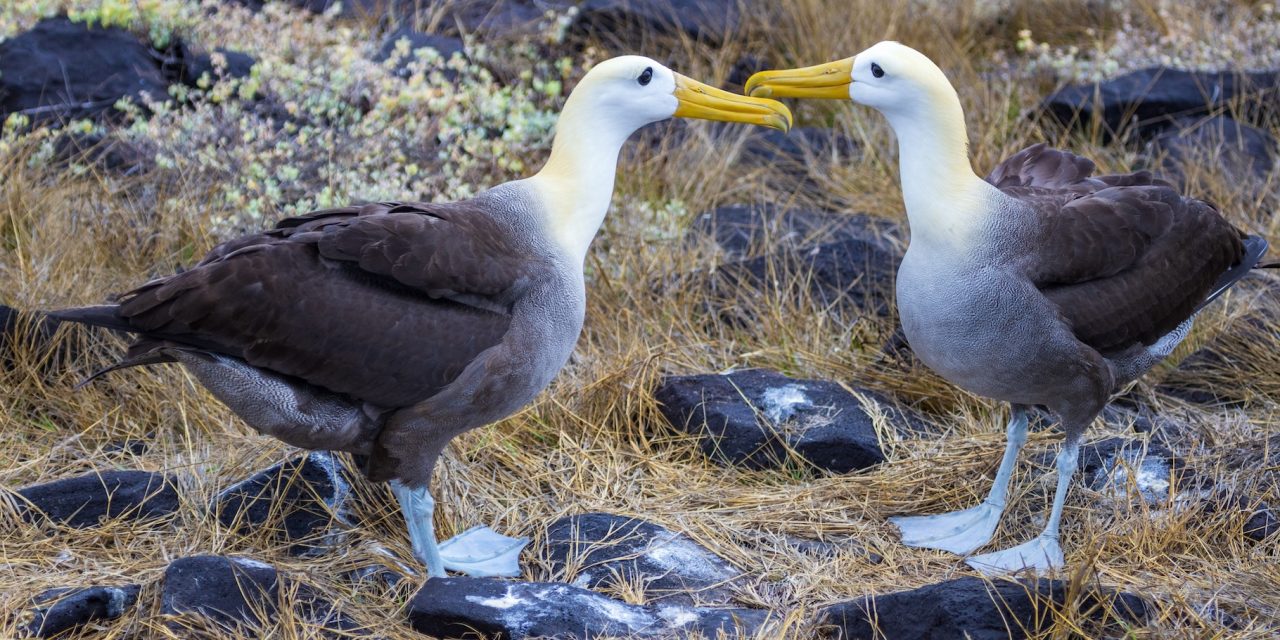 Love Is in the Air: The Amazing Courtship Dance of the Waved Albatross (Video)
