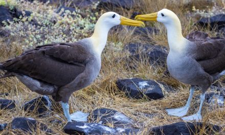 Love Is in the Air: The Amazing Courtship Dance of the Waved Albatross (Video)