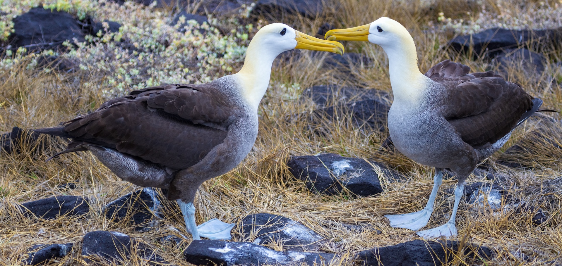 two Galapagos waved albatross in a courtship dance ritual