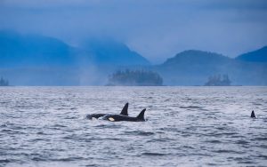 orca whales, killer whales, british columbia, canada