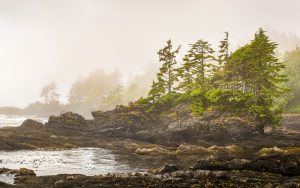 Misty shoreline of Botany Bay on west coast of Vancouver Island, British Columbia, Canada, with sun beginning to beak through the fog.
