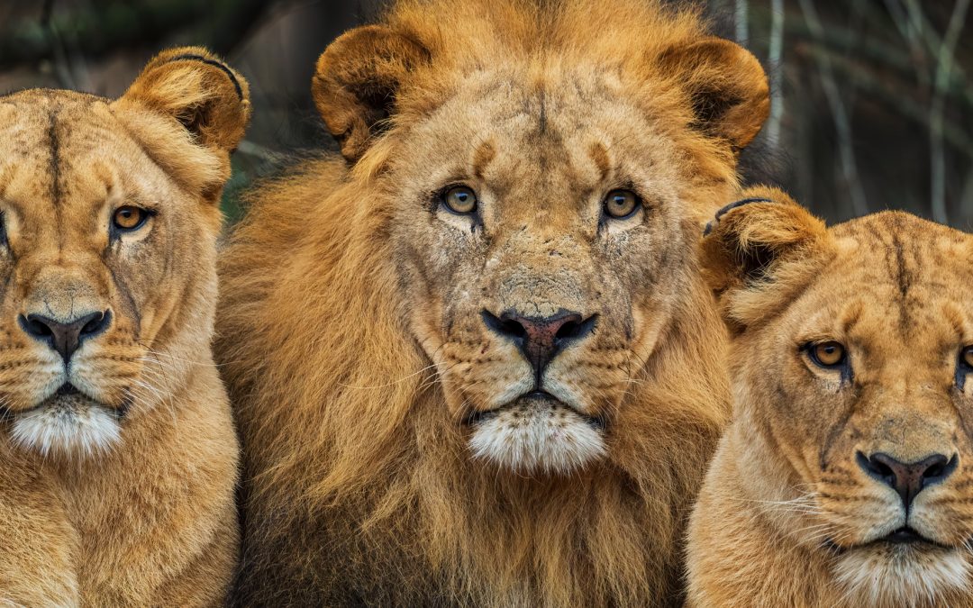 16 Fun & Fascinating Facts About Botswana’s Wildlife & Wonders