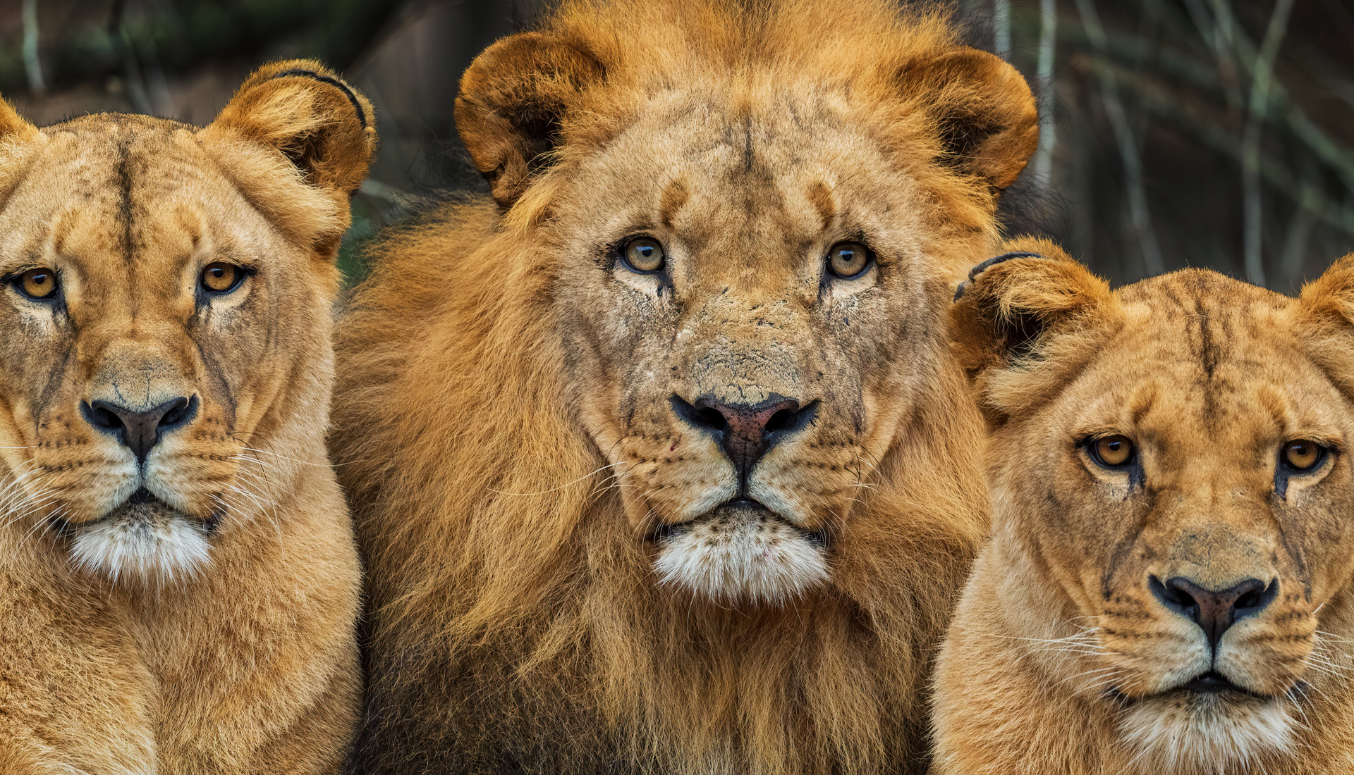 Katanga Lion - Panthera leo bleyenberghi, iconic animal from Afr