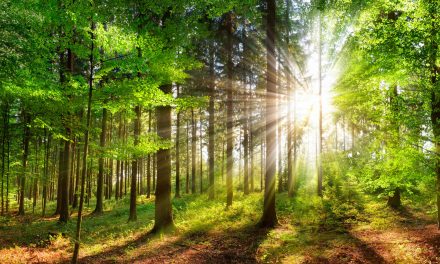 Arbor Day 2025: Friendship, Health and Agroforestry