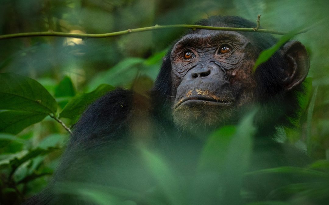 Women in Conservation: 5 Primatologists You Should Know