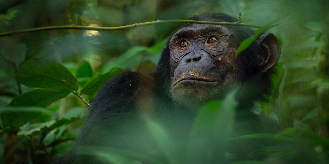 Women in Conservation: 5 Primatologists You Should Know