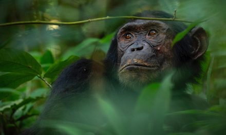 Proof of Animal Emotions: AI, Mirrors and Survey Results