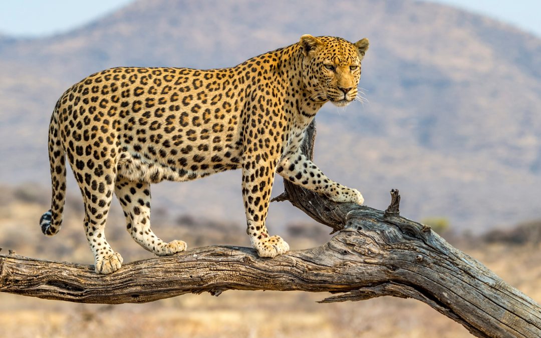 Leopards: Diverse Genes, Hyena Dangers and Distinctive Calls