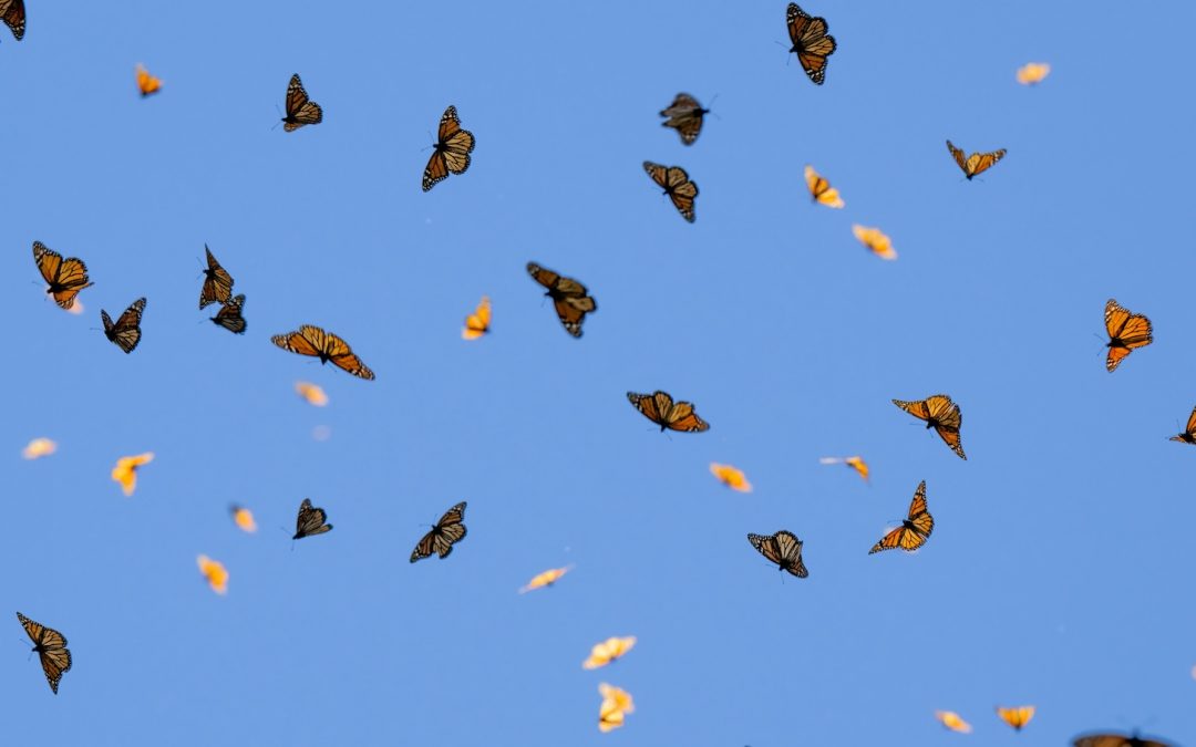 Mexico’s Monarch Butterfly Population Doubles in 2025 Count