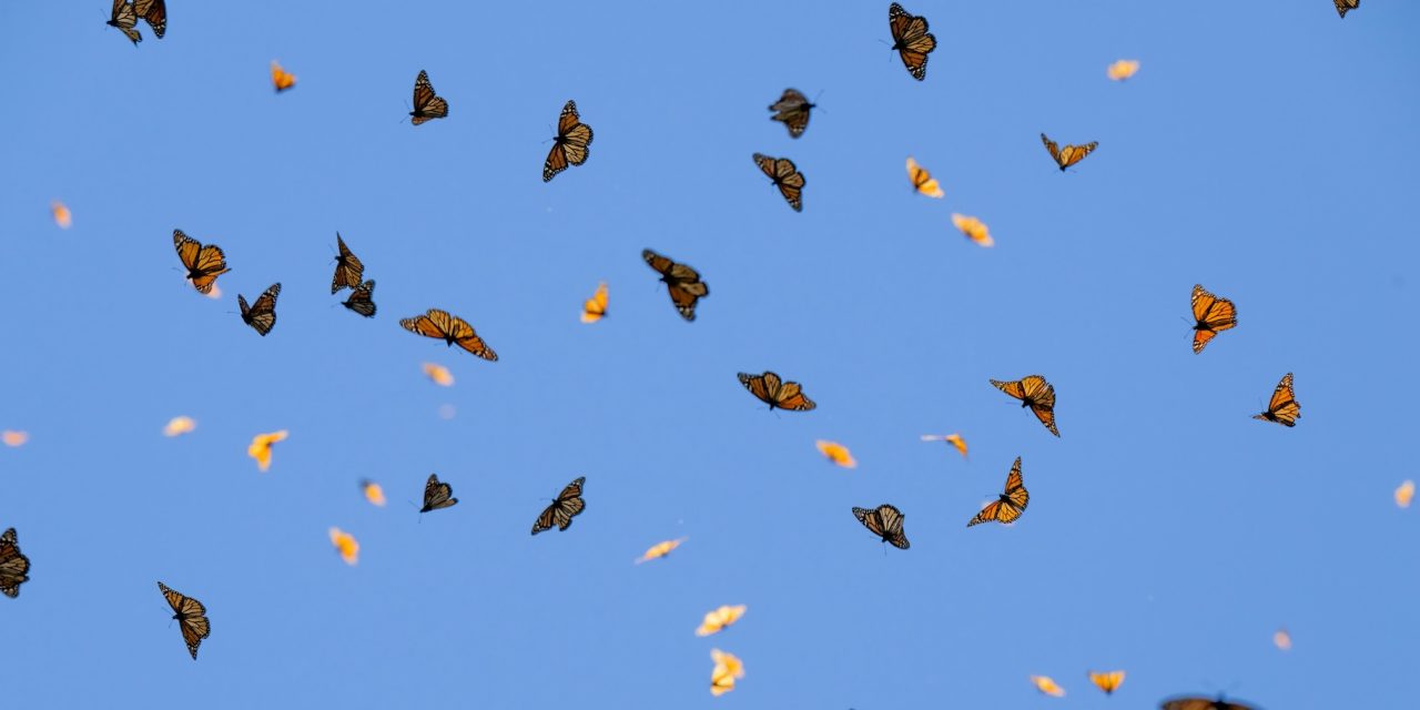 Mexico’s Monarch Butterfly Population Doubles in 2025 Count