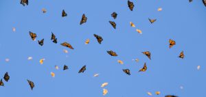 Monarch butterflies flying in a blue sky