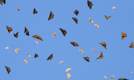 Mexico’s Monarch Butterfly Population Doubles in 2025 Count