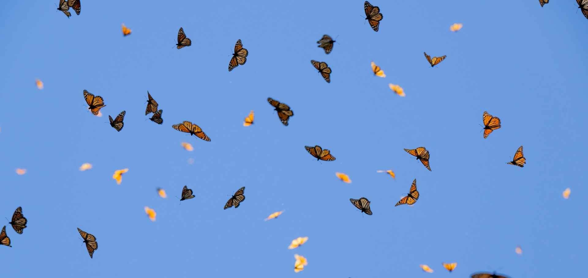 Monarch butterflies flying in a blue sky