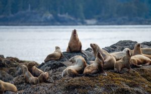 sea lions canada british columbia