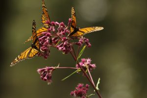 monarch butterflies on pink flowers by Chuck Sevilla