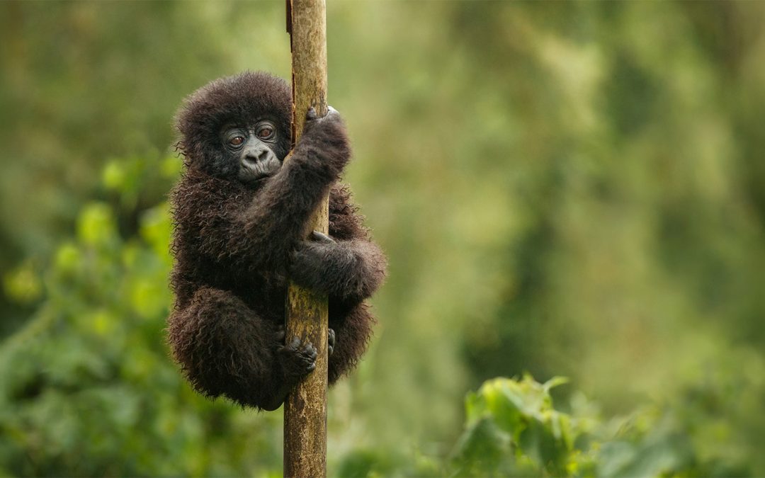 Africa’s Conservation Success Stories: Gorillas, Bees and the Big Five