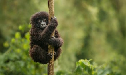 Africa’s Conservation Success Stories: Gorillas, Bees and the Big Five