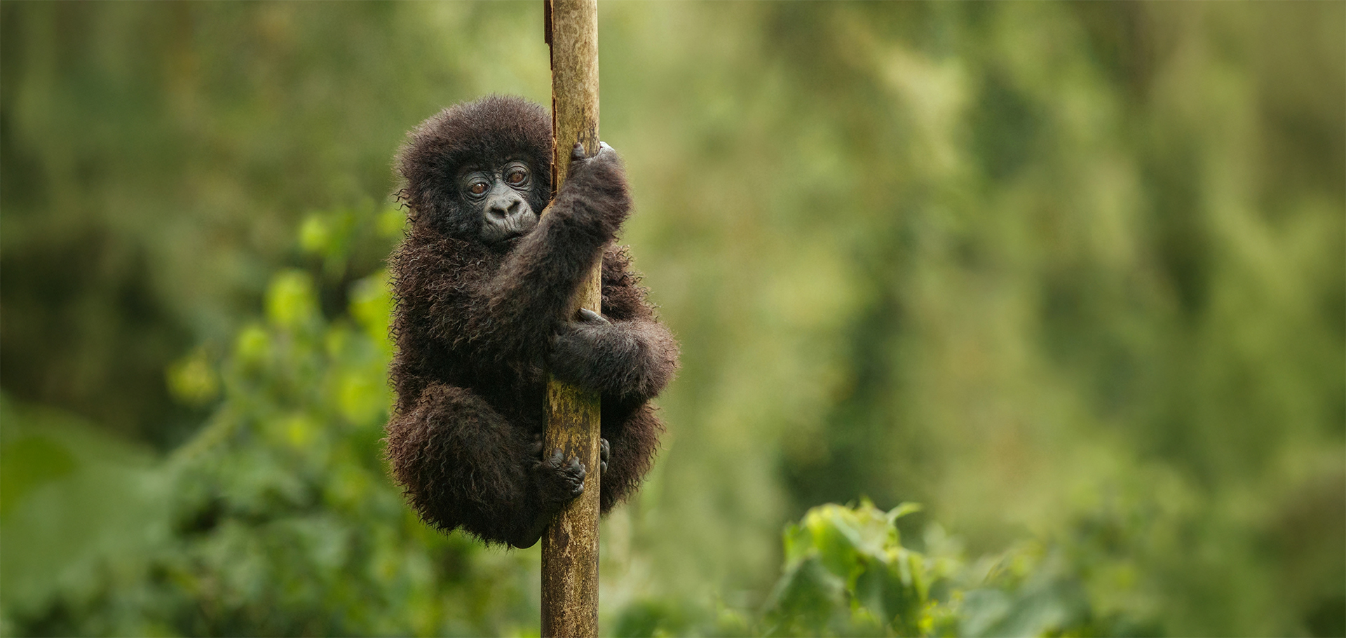 baby mountain gorilla