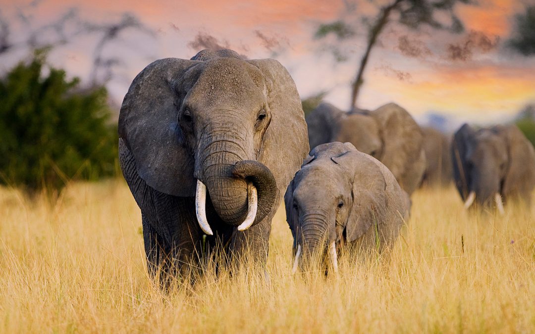 Mother’s Day: Maternal Care, Long Lives and Helpful Daughters