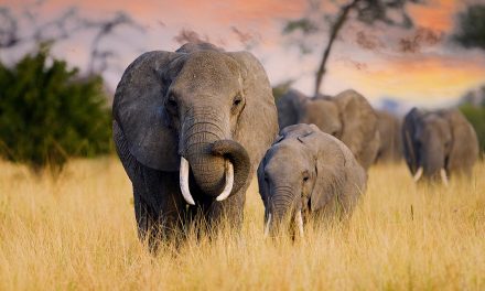 Mother’s Day: Maternal Care, Long Lives and Helpful Daughters