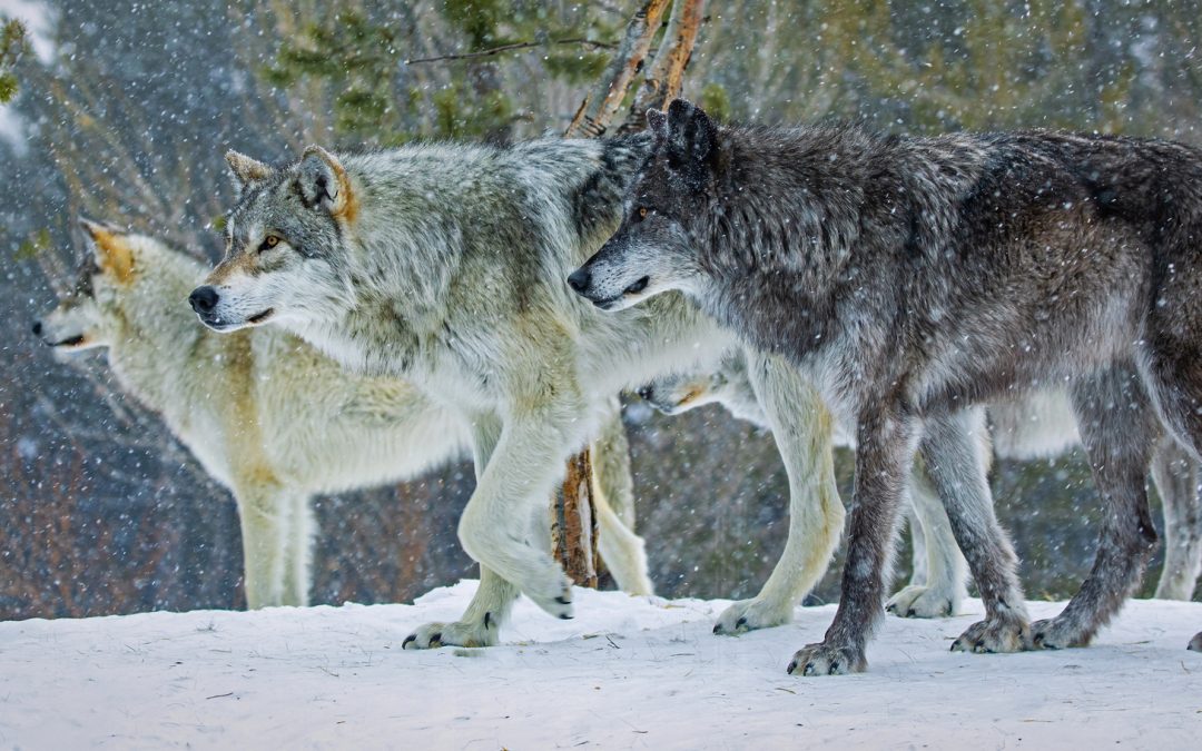 “Smarts” Count for Calculating Animals