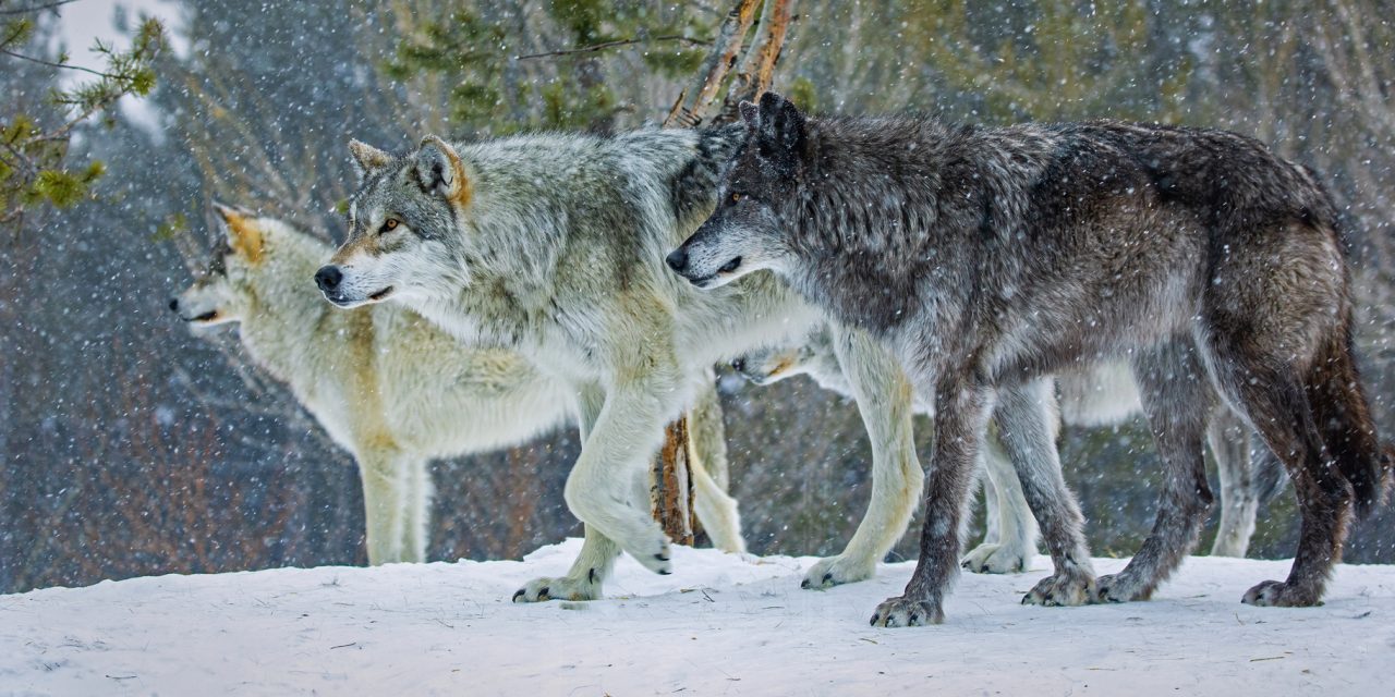 8 Incredible Gray Wolf Facts Everyone Should Know