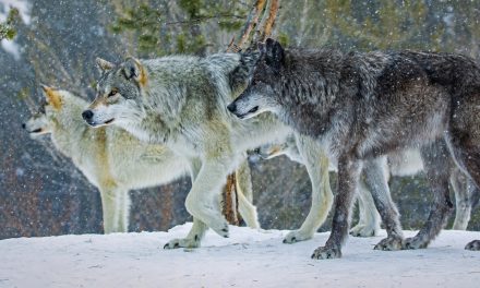 8 Incredible Gray Wolf Facts Everyone Should Know