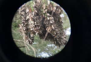 Women teachers monarch butterflies mexico conservation science migration